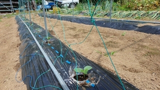 s-P5280114.jpg