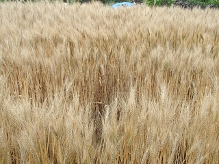s-P6182607.jpg
