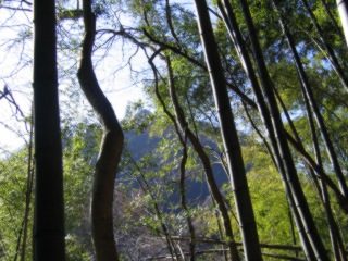 竹林から見る四ッ又山