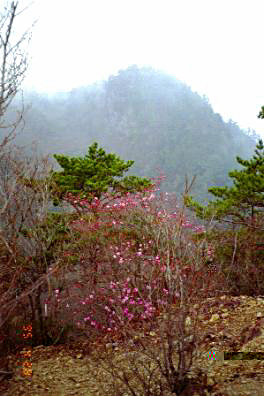 ヤツウチグラから見る諏訪山