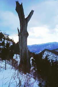 下山時の下降地点にある枯れ木