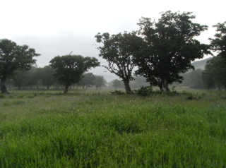 朝霧のカヤノ平牧場