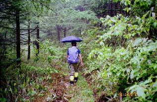 田代山に向かって林道を歩く