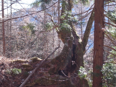 1140ｍ付近にあった岩の上に立つブナの巨木
