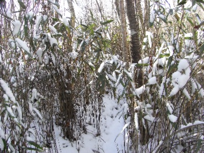 スズタケの薮は積もった雪が煩わしい